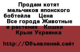 Продам котят мальчиков японского бобтейла. › Цена ­ 30 000 - Все города Животные и растения » Кошки   . Крым,Украинка